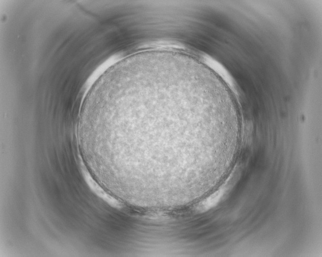 X0000085251338200704092039