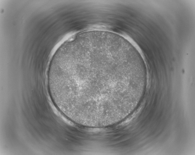 X0000085251341200704092039