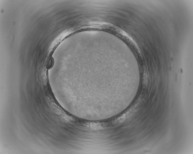 X0000085251362200704092038