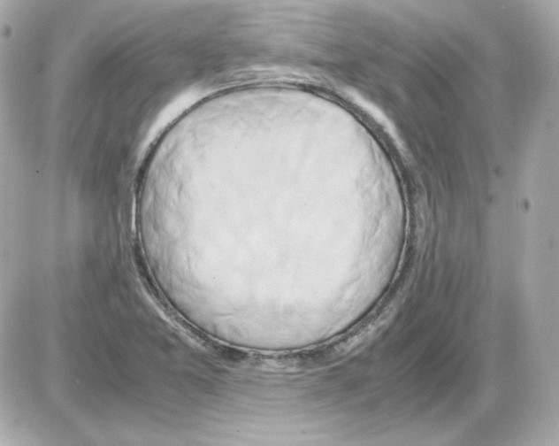 X0000085251365200704092038