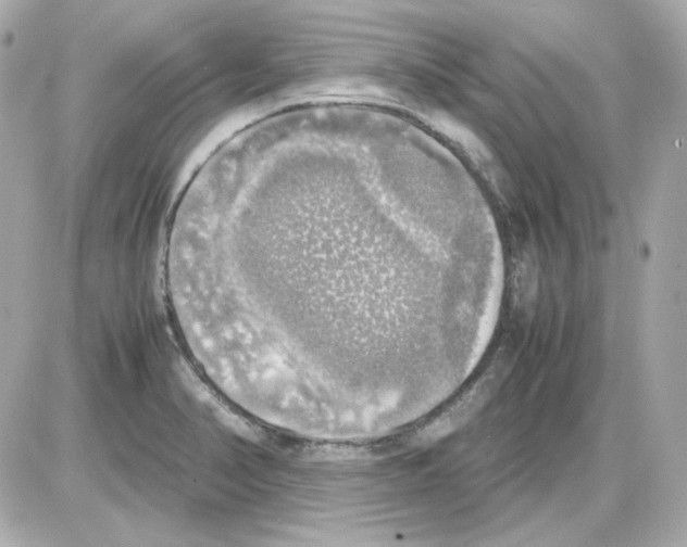 X0000085251374200704092038