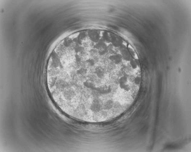 X0000085251379200704092038