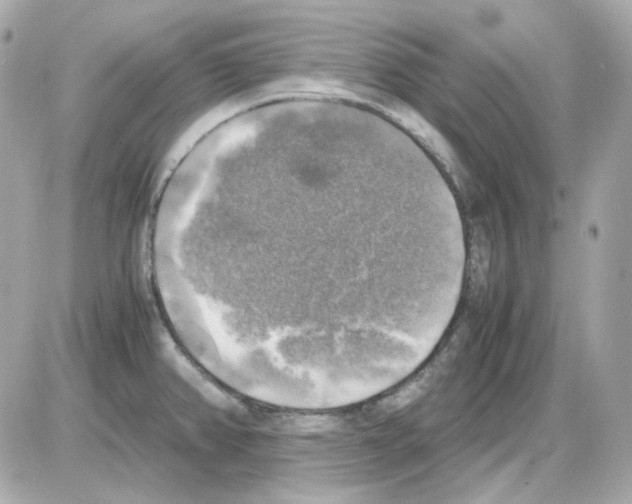 X0000085251382200704092038