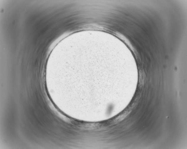 X0000085251387200704092038