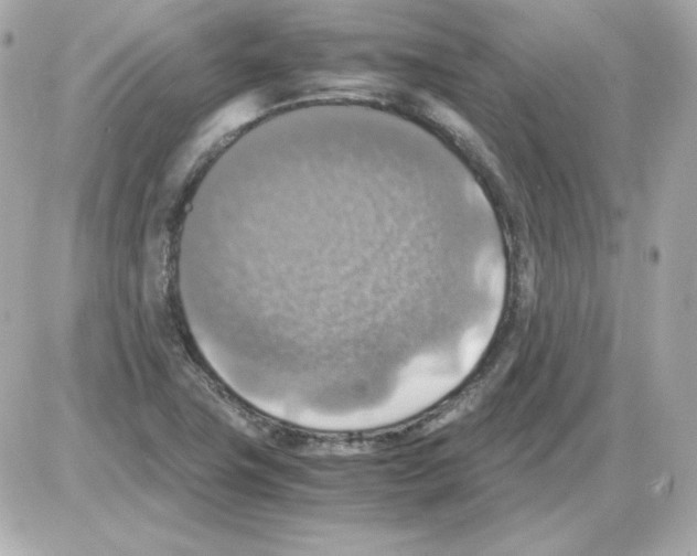 X0000085251411200704092037