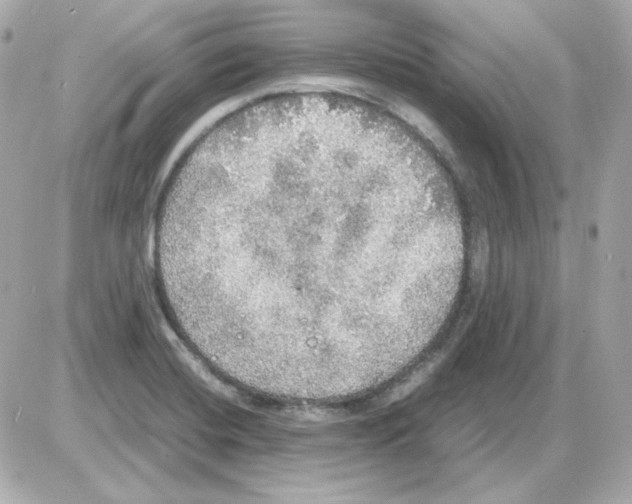 X0000085251420200704092037