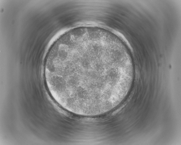 X0000085251424200704092037