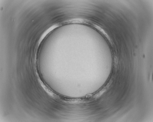 X0000085251426200704092037