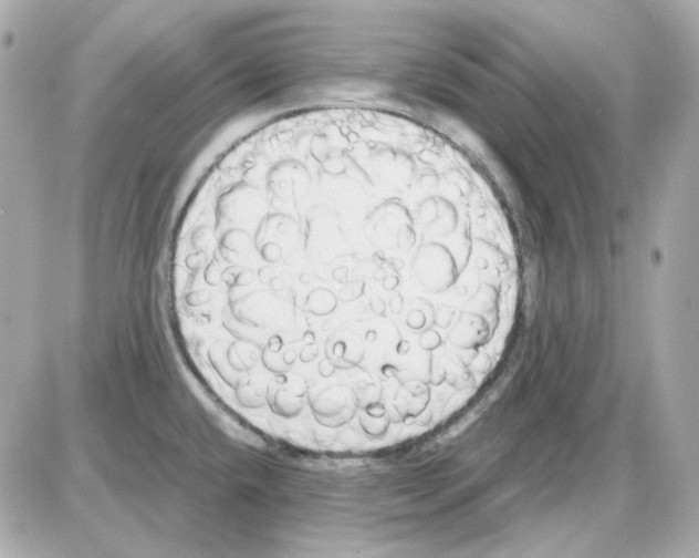 X0000085251432200704092037