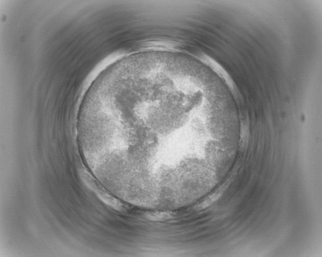 X0000085251435200704092037