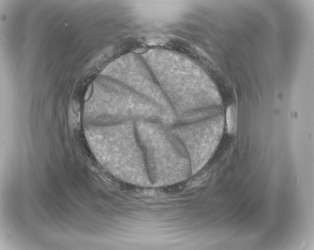 X0000085251443200704092037