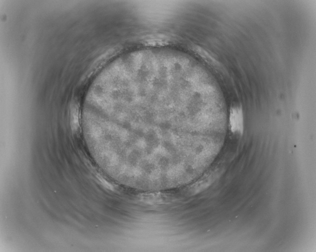 X0000085251444200704092037