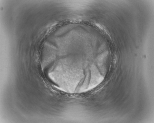 X0000085251445200704092037