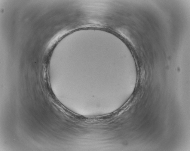 X0000085251455200704092036