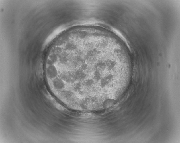 X0000085251456200704092036