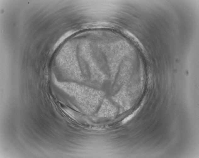 X0000085251457200704092036