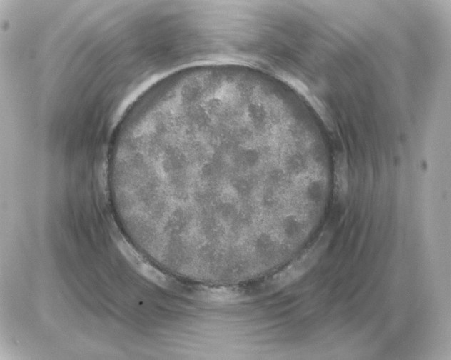 X0000085251460200704092036