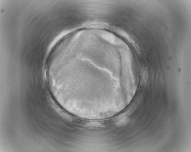 X0000085251462200704092036