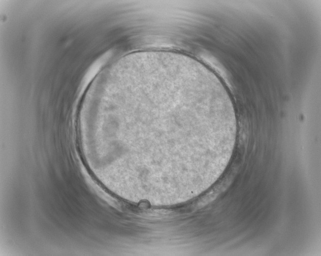 X0000085251475200704092036