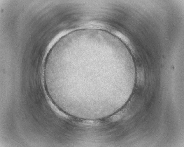 X0000085251478200704092036