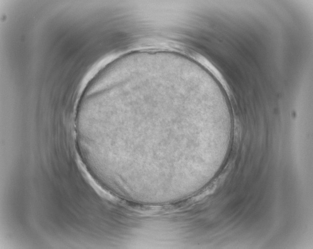 X0000085251485200704092036