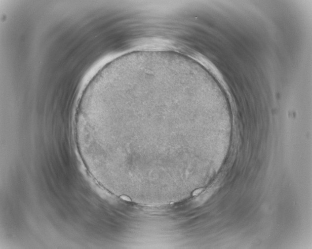 X0000085251488200704092036