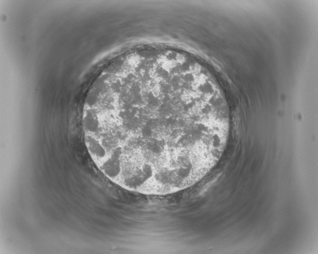 X0000085251494200704092035