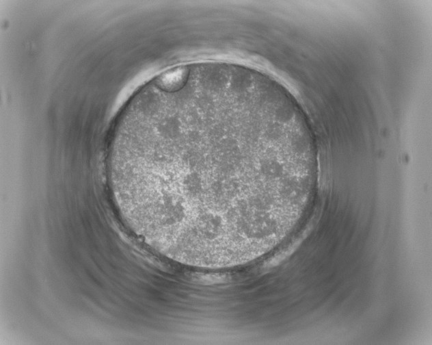 X0000085251501200704092035