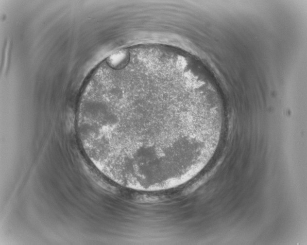 X0000085251505200704092035