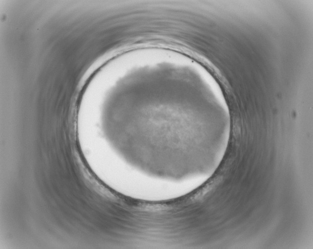 X0000085251522200704092036