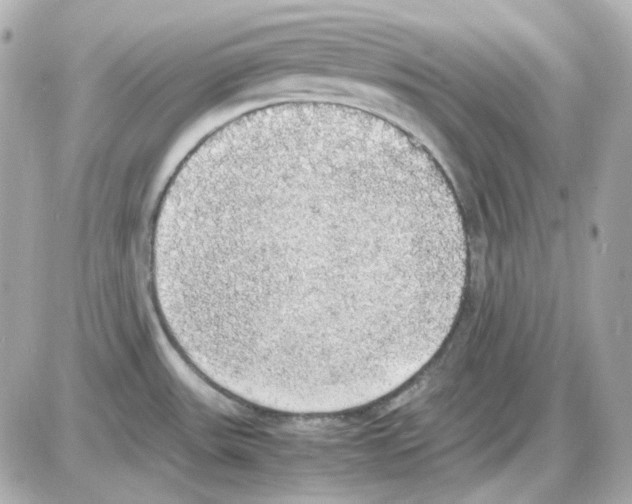 X0000085251531200704092036