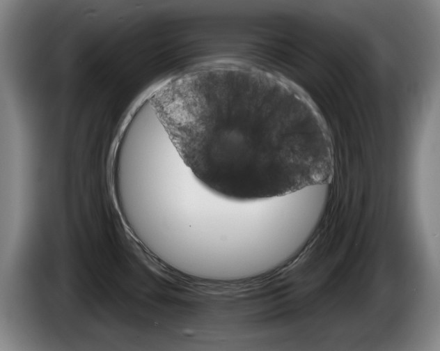 X0000085261435200703090845