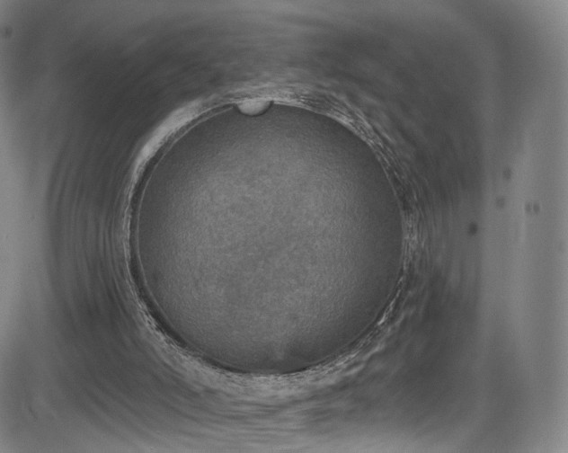 X0000085260006200703091335