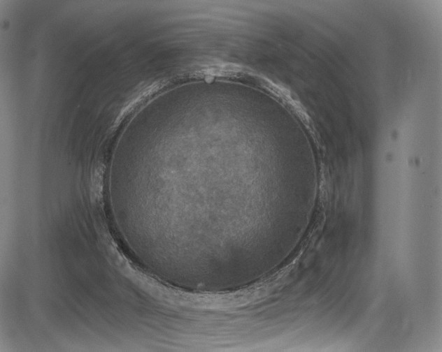 X0000085260010200703091335