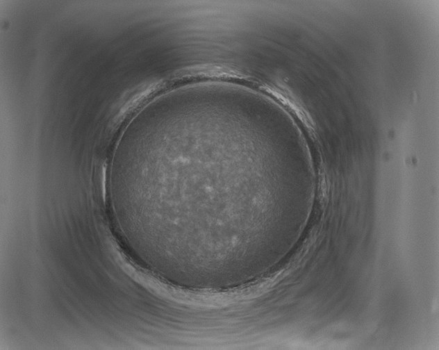 X0000085260014200703091335