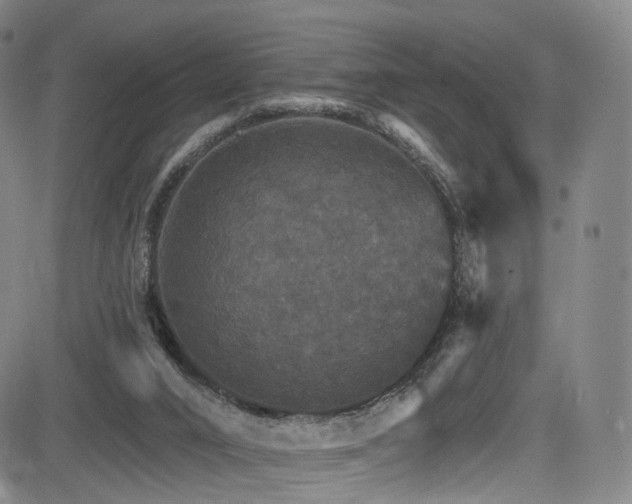 X0000085260016200703091335