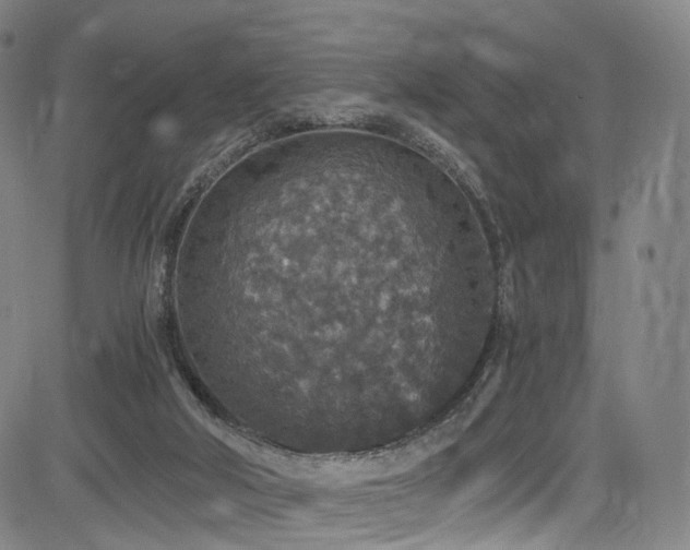 X0000085260018200703091335