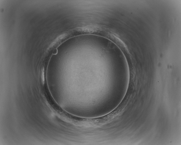 X0000085260020200703091335