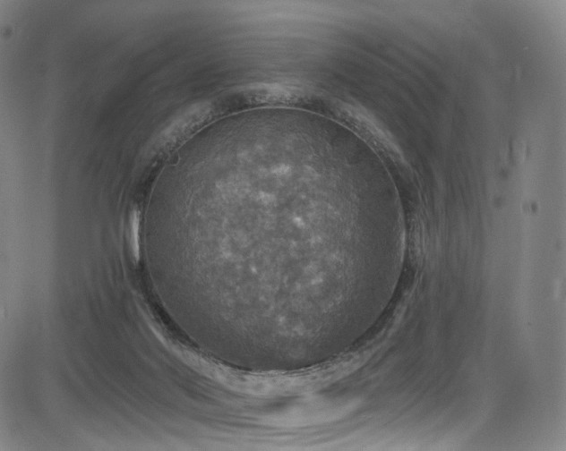 X0000085260022200703091335