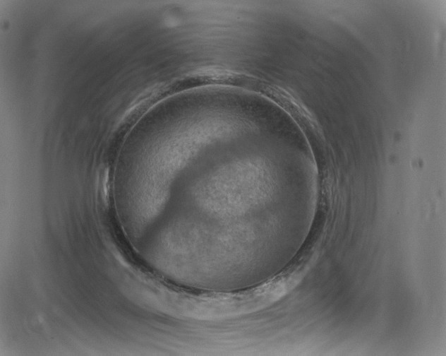 X0000085260024200703091335