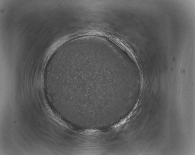 X0000085260055200703091334