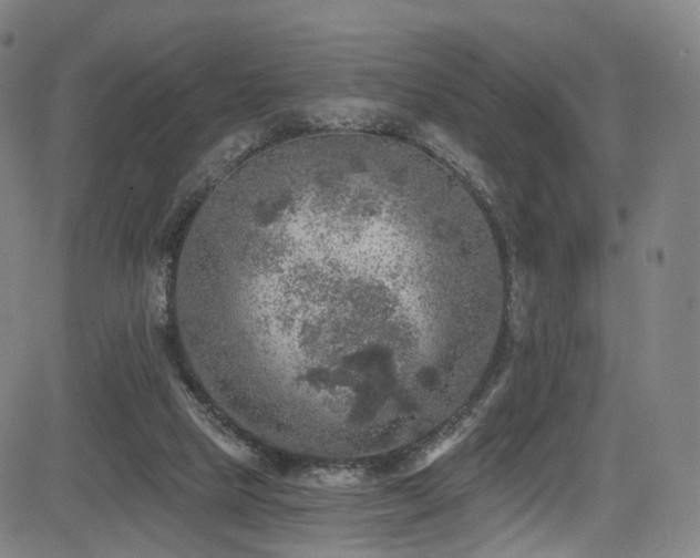 X0000085260065200703091334