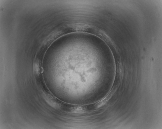 X0000085260074200703091334