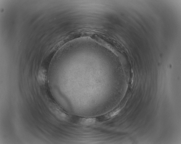 X0000085260135200703091333