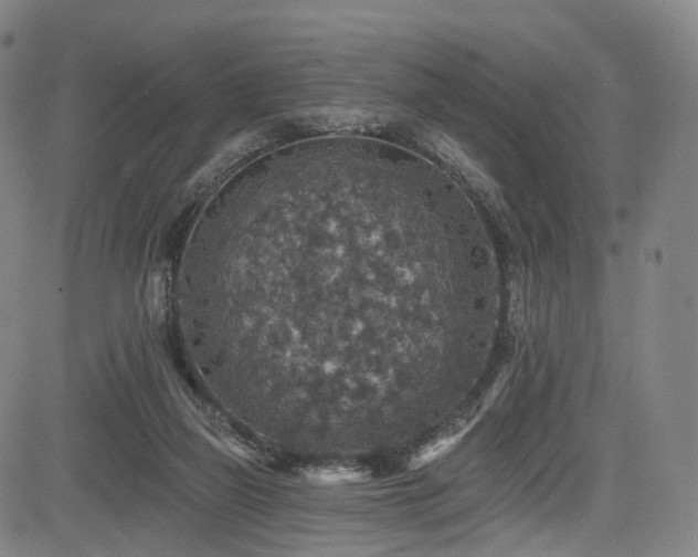 X0000085260165200703091333