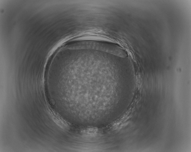 X0000085260196200703091332