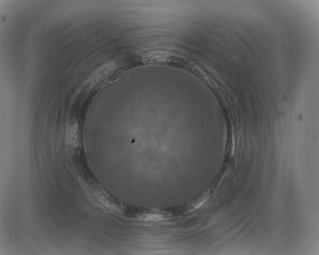 X0000085260224200703091332