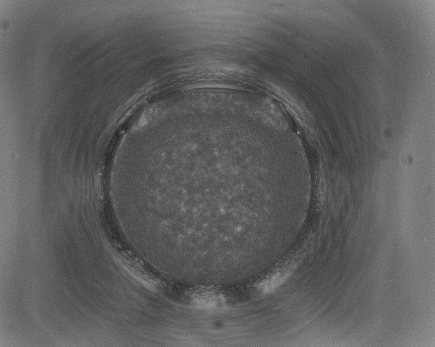 X0000085260258200703091331