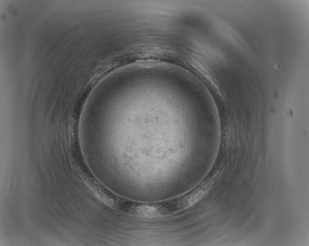 X0000085260265200703091331