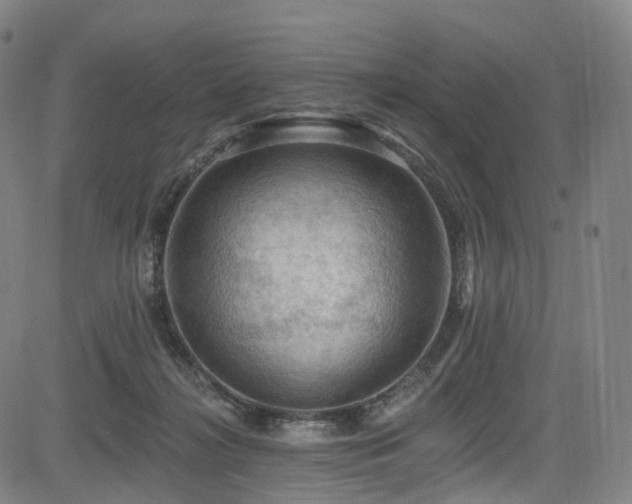 X0000085260268200703091331